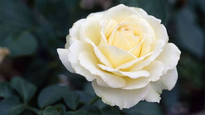 Tải về những bức ảnh hoa hồng trắng đẹp nhất để làm nền cho màn hình của bạn