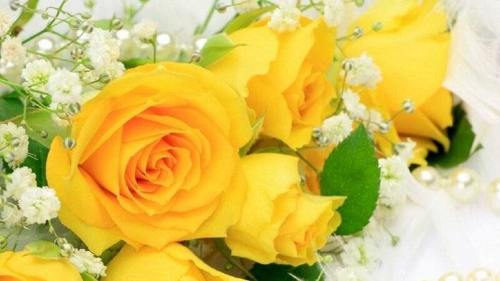 Tải những bức ảnh hoa hồng vàng tuyệt đẹp nhất