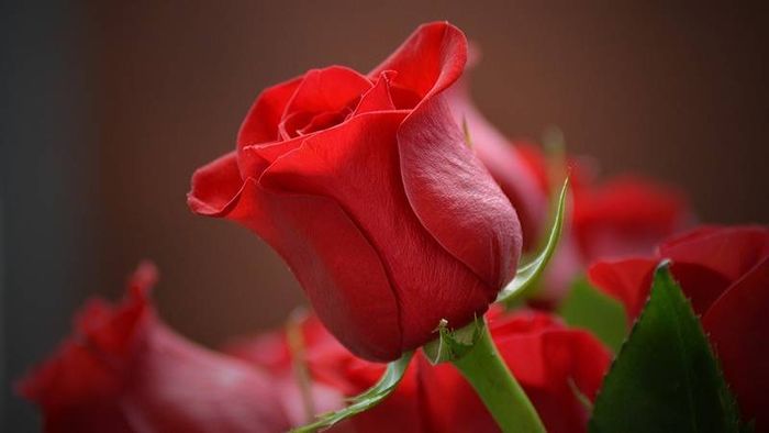 Ảnh hoa hồng đỏ tuyệt đẹp cho bạn