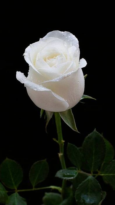 Ảnh hoa hồng trắng tuyệt đẹp dành cho điện thoại của bạn