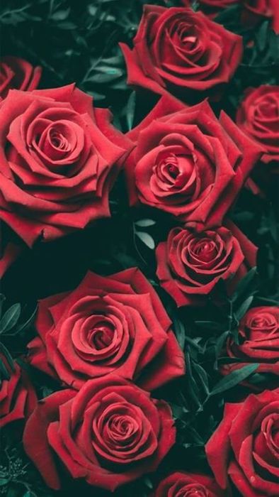Ảnh hoa hồng đỏ ấn tượng cho điện thoại 3