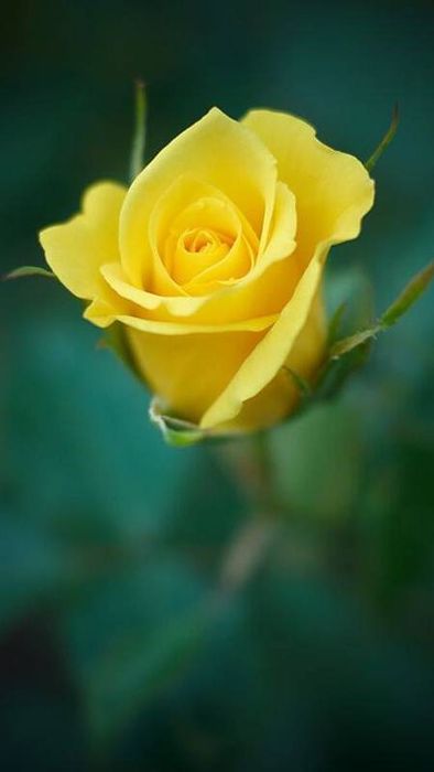 Ảnh hoa hồng vàng rực rỡ cho điện thoại 7