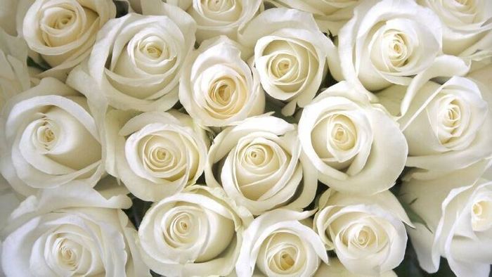 Tải về ảnh hoa hồng trắng đẹp nhất để trang trí cho màn hình của bạn