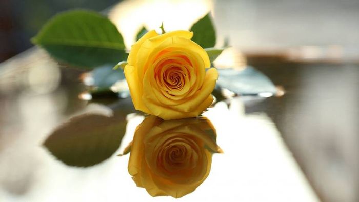 Tải những ảnh hoa hồng vàng đẹp nhất 2