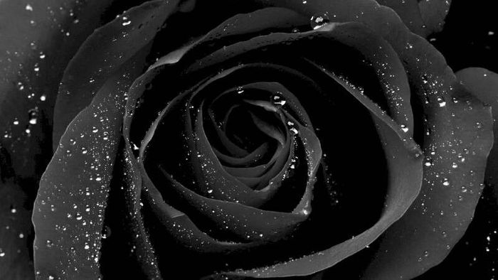 Tải ảnh hoa hồng đen tuyệt đẹp 5