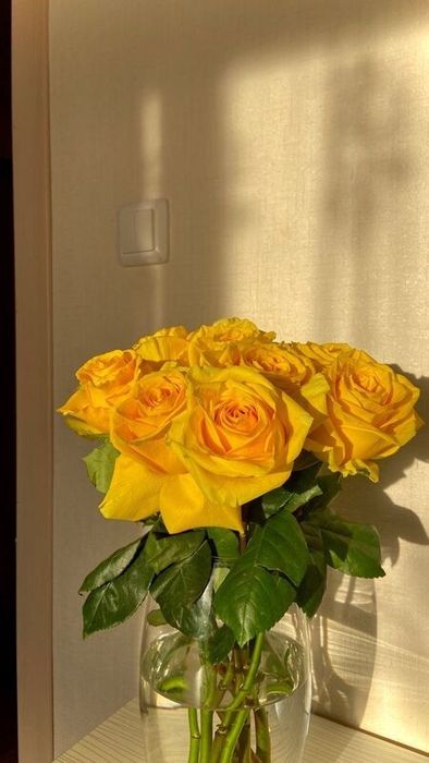 Ảnh hoa hồng vàng tươi đẹp nhất cho điện thoại 2