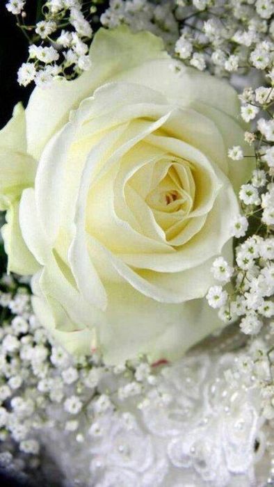 Ảnh hoa hồng trắng tuyệt vời cho điện thoại 3