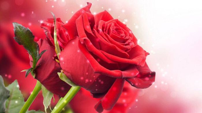 Tải ngay những bức ảnh hoa hồng đỏ đẹp nhất