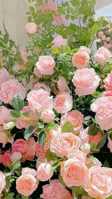 Cập nhật ngay ảnh hoa hồng phấn đẹp nhất về điện thoại của bạn