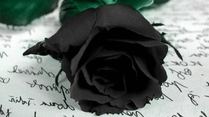 Tải ảnh hoa hồng đen tuyệt đẹp 2