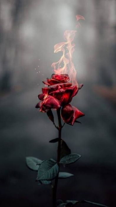 Ảnh hoa hồng đỏ đẹp cho điện thoại 2