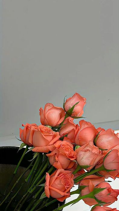 Ảnh hoa hồng cam làm nền điện thoại cuốn hút 7