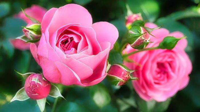 Tải ảnh hoa hồng phấn tuyệt đẹp nhất