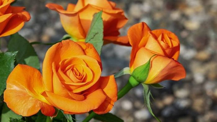 Ảnh hoa hồng cam đẹp mắt 2