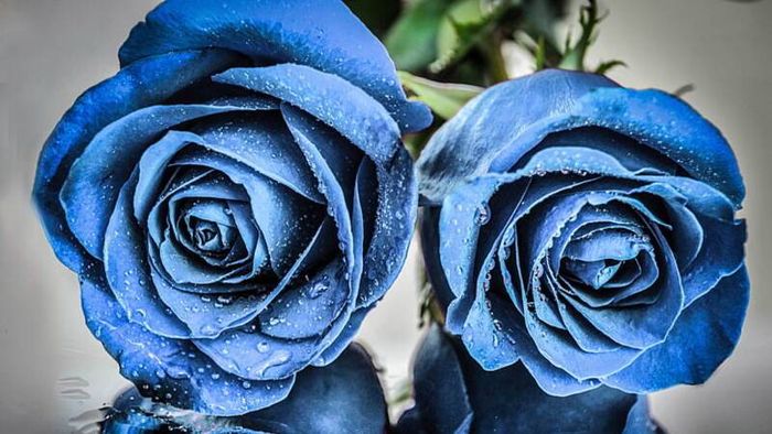 Tải ảnh hoa hồng xanh đẹp nhất 4 cho màn hình