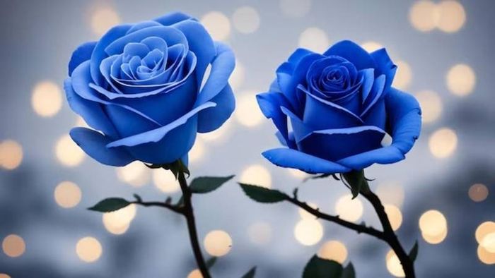 Tải ảnh hoa hồng xanh đẹp nhất 2 cho máy tính