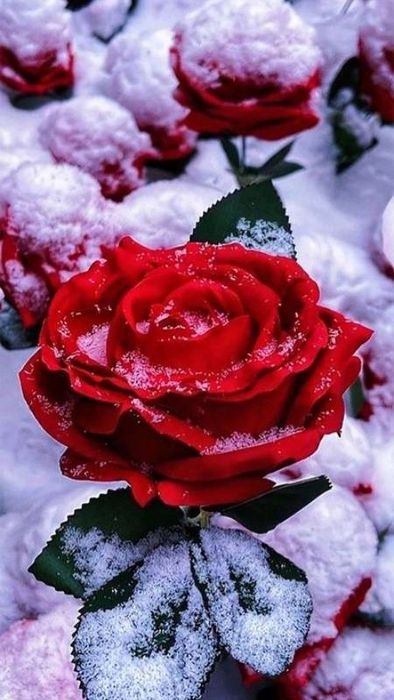Ảnh hoa hồng đỏ tuyệt đẹp cho điện thoại 4