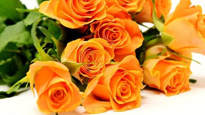 Ảnh hoa hồng cam ấn tượng 3