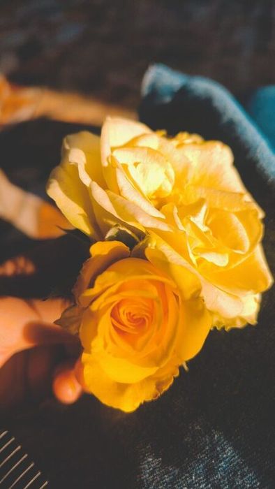Ảnh hoa hồng vàng tuyệt đẹp cho điện thoại của bạn