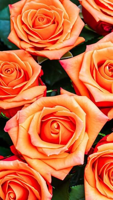 Ảnh hoa hồng cam làm hình nền điện thoại tuyệt vời 2