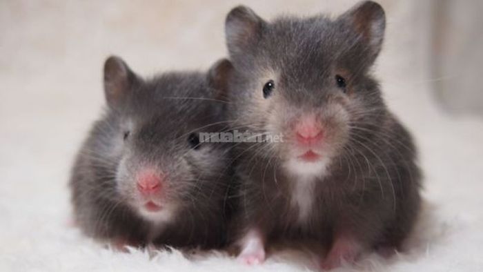 Mơ thấy chuột màu đen là dấu hiệu cảnh báo về vấn đề sức khỏe của bạn. Bạn cần chú ý chăm sóc bản thân nhiều hơn để tránh những rủi ro sức khỏe trong thời gian tới.