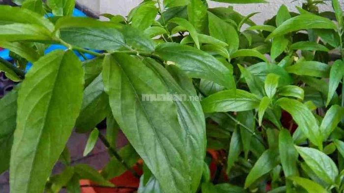 Tìm hiểu về cây xương khỉ