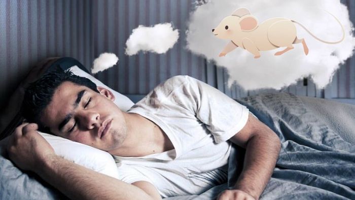 Giải mã giấc mơ chuột: Điềm báo lành hay dữ?
