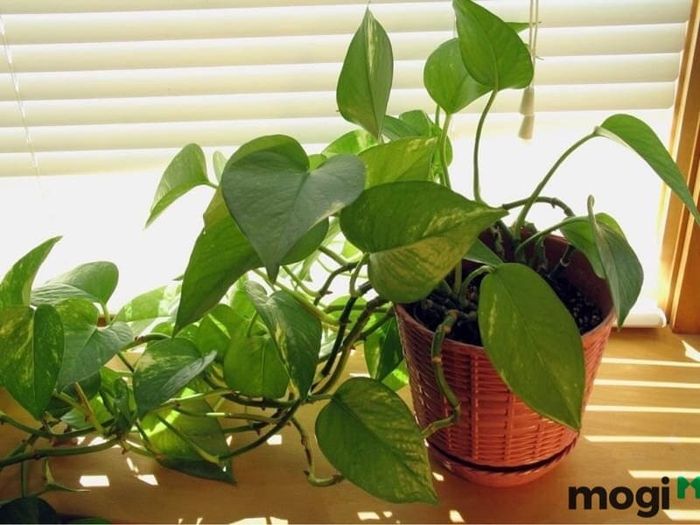 Cây trầu bà đế vương