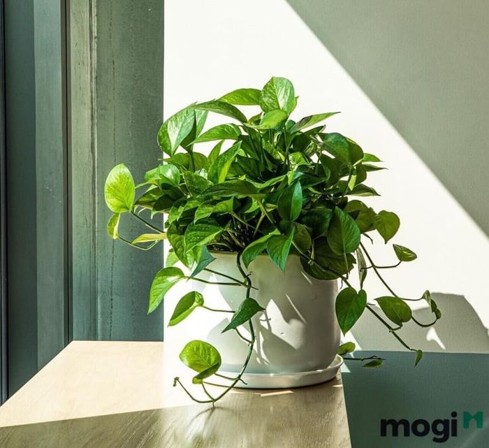 Thân cây dạng leo, mềm mại và linh hoạt.