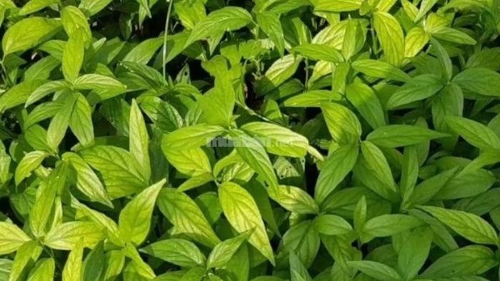 Cây xương khỉ (bìm bịp) – Công dụng, phương pháp trồng và cách chăm sóc hiệu quả