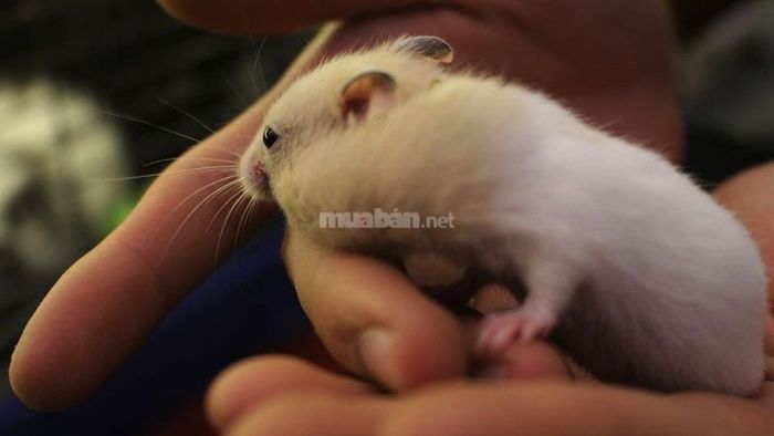 Mơ thấy chuột bò lên người