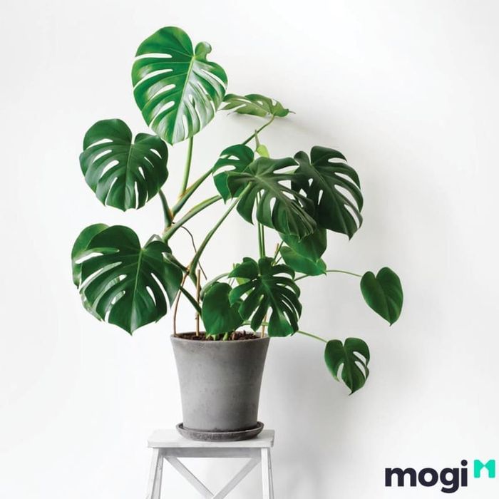 Loại cây trầu này khá hiếm gặp tại Việt Nam