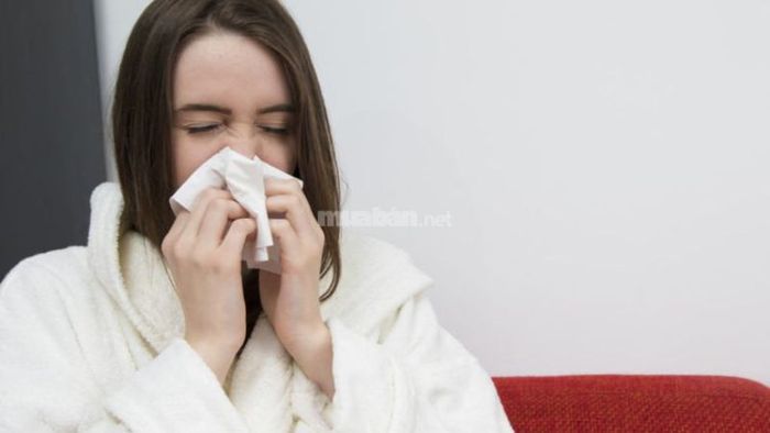 Cách dùng cây xương khỉ trong bài thuốc hỗ trợ điều trị cảm cúm
