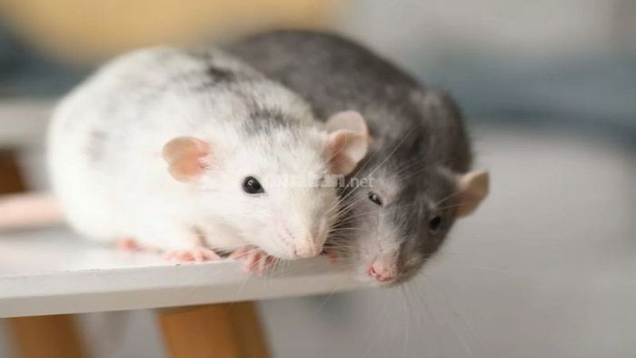 Mơ thấy chuột nhắt có ý nghĩa gì?