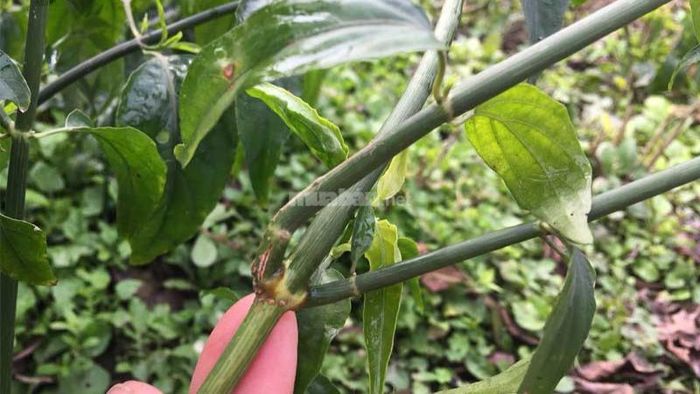 Cách trồng cây xương khỉ bằng cành
