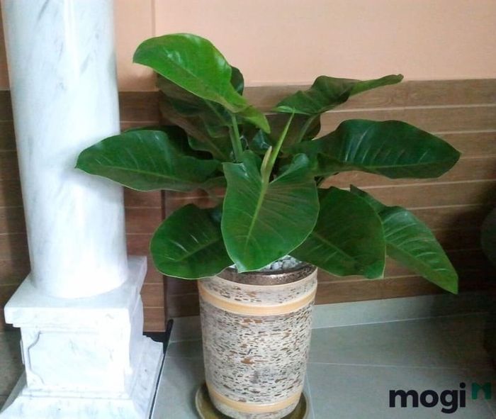 Cây trầu bà thường được sử dụng để trang trí trong không gian nội thất, mang lại vẻ đẹp xanh mát cho căn nhà.