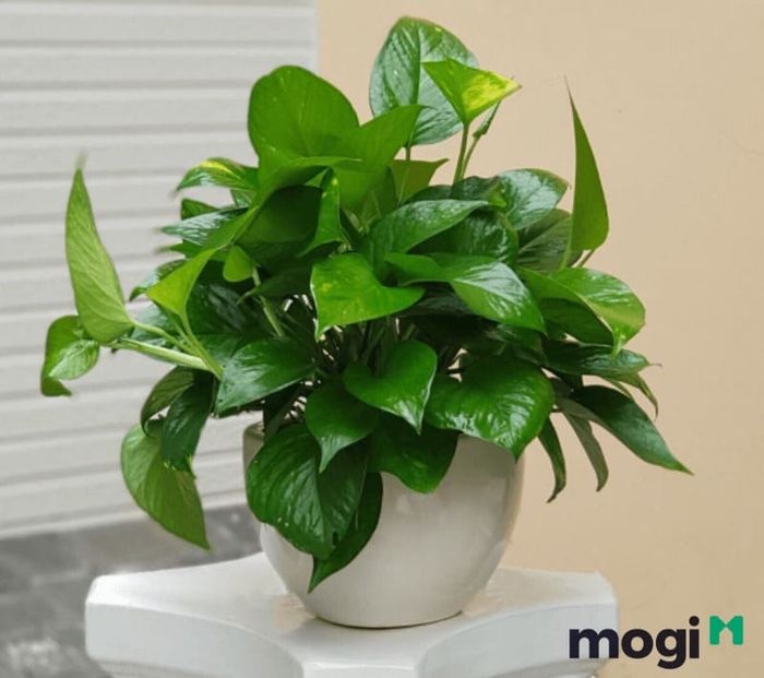 Trầu bà đế vương xanh