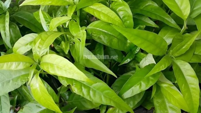 Công dụng của cây xương khỉ trong y học cổ truyền