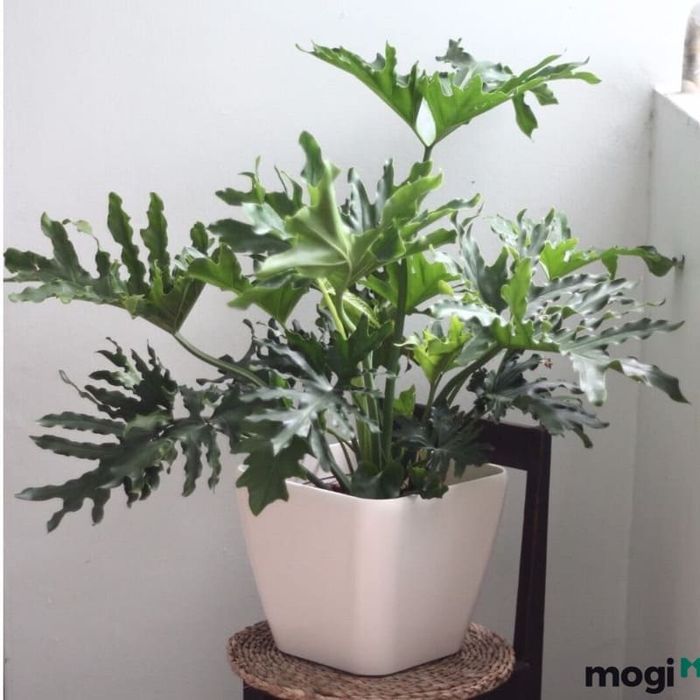 Loại cây này có giá trị cao hơn so với các loại cây khác trên thị trường.