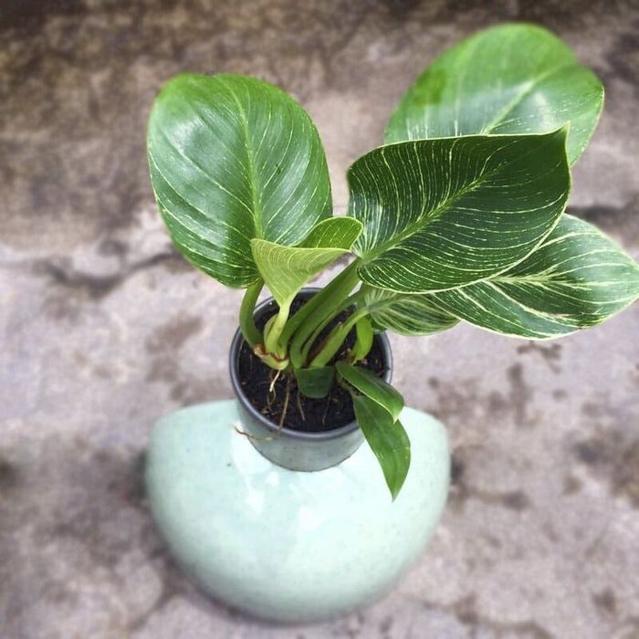 Lý tưởng để trang trí không gian văn phòng làm việc.