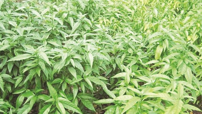 Cách chọn giống cây xương khỉ