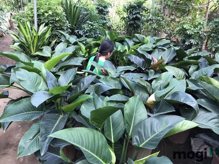 Cây có thể phát triển chiều cao lên đến 2m.