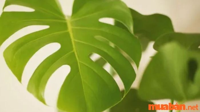 Cách khắc phục tình trạng cây trầu bà lá xẻ bị vàng lá