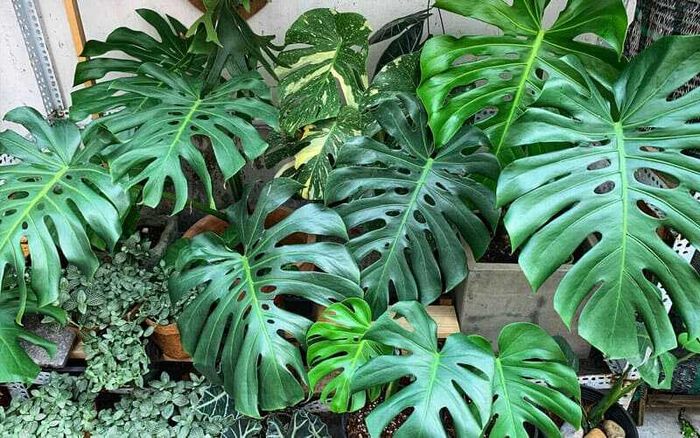 Cây trầu bà lá xẻ rất hợp với những người mang mệnh Mộc và tuổi Ngọ.