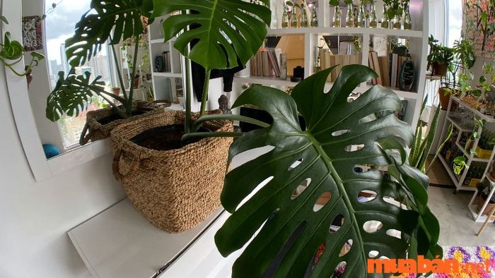 Cây trầu bà lá xẻ rất được ưa chuộng vì giá trị phong thuỷ của nó.