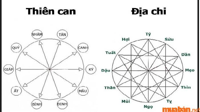 Tử vi Nhâm Ngọ 2002 nam mạng năm 2024 cho thấy thiên can Nhâm không thuận lợi cho công việc lắm.