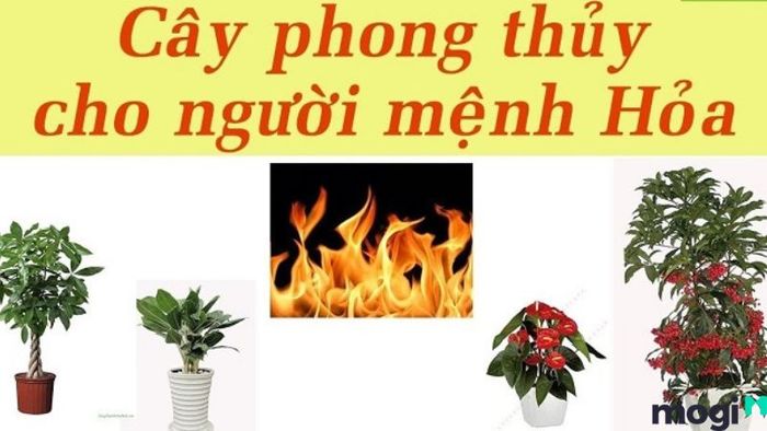 Cây Văn Phòng Để Bàn