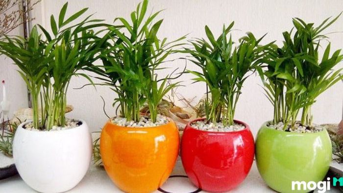 Cây văn phòng để bàn