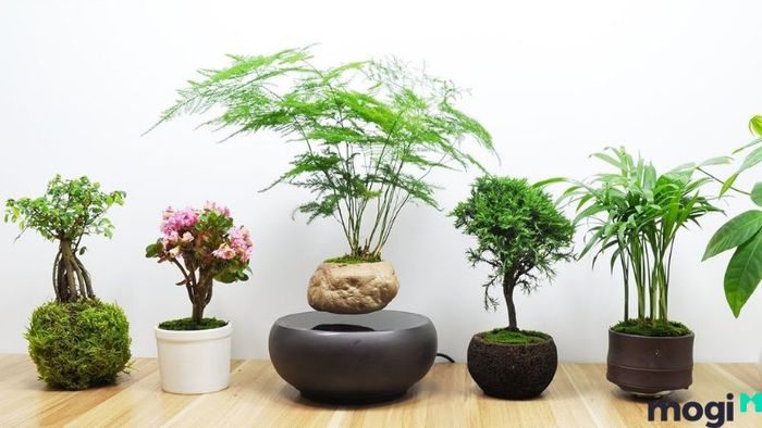 Cây văn phòng để bàn