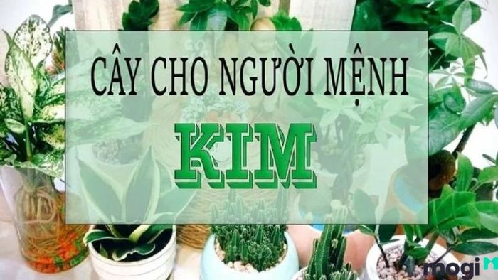 Cây Văn Phòng Để Bàn